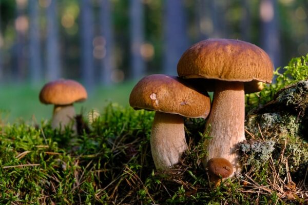 Discovering Mushroom Varieties