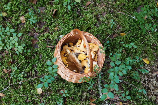 Harnessing Medicinal Mushrooms: A Guide